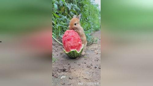 兔子吃瓜叶子,瓜叶新宠，营养美味大揭秘