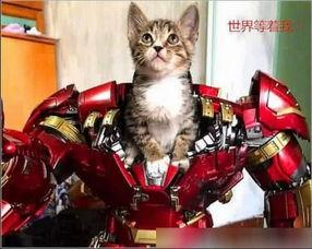 带你吃瓜骑猫手办,萌趣造型，开启奇幻冒险之旅