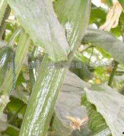 香园瓜怎么吃,解锁美味新体验