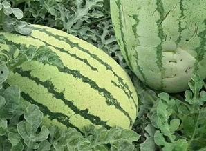 你们吃瓜的样子,揭秘明星们的“吃瓜”大作战