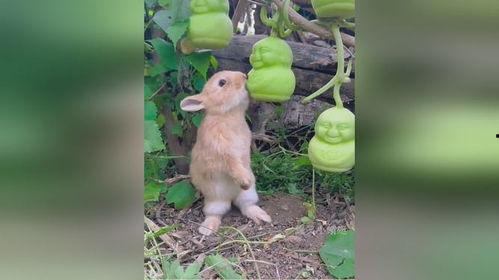 兔子可以吃茄瓜吗,营养与安全的探讨