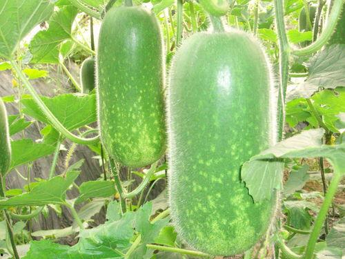 吃瓜718zjy,一场网络热议背后的真相