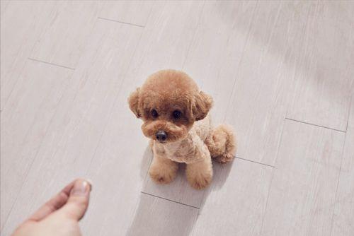 心机狗吃瓜,揭秘娱乐圈背后的秘密