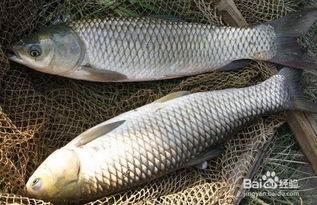 草鱼吃白瓜吗怎么吃,探索健康美味的烹饪之道