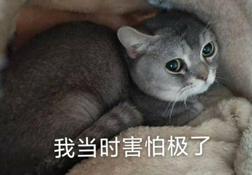 骗人吃瓜截图,截图背后的惊人内幕