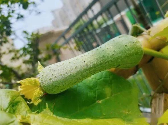 吃瓜以后嘴里发苦,揭秘嘴里发苦的奥秘