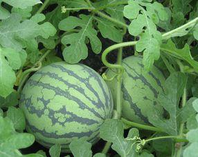 伏瓜怀孕可以吃吗,伏瓜怀孕期间食用指南