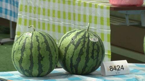 嘉兴吃瓜看桐乡,探寻两地美食文化交融之旅