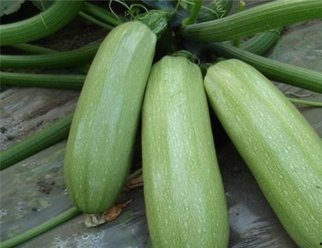 吃中药可以吃梢瓜吗,吃中药期间，梢瓜可否同食？