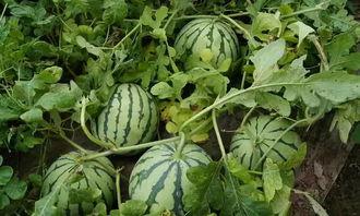 秋瓜整枝留瓜多久可以吃,美味成熟只需几时？