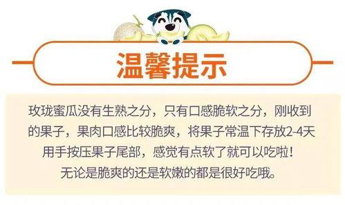 玫珑瓜需要放软吃吗,软食口感更佳，尽享清新美味
