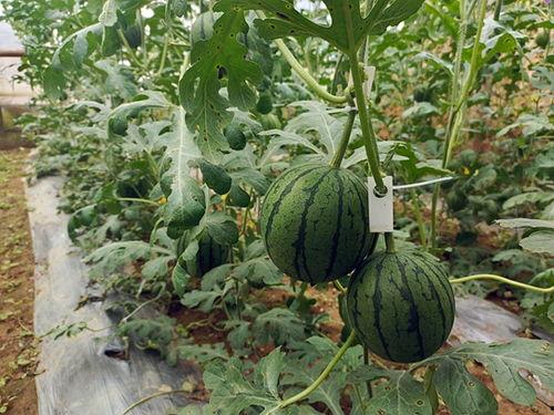 小一吃瓜,揭秘娱乐圈那些不为人知的幕后故事