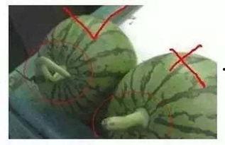 石医专吃瓜,揭秘校园热点事件背后的真相