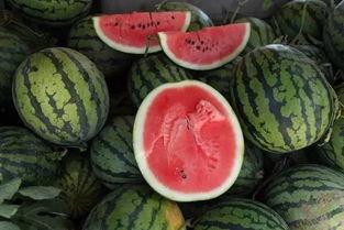 瓜怎么抢着吃,抢食技巧大揭秘