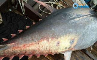 汕尾渔民吃瓜事件,一场引发社会关注的争议风波