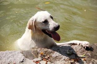 g狗狗可以吃哈密瓜吗,哈密瓜是否适合狗狗食用？