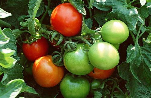 番茄小说推荐古代吃瓜,古代宫廷的美食风云