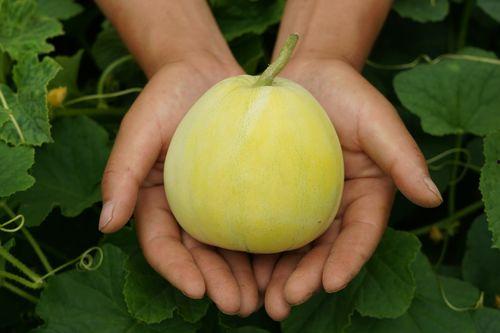 吃小瓜冰淇淋,尽享小瓜冰淇淋的清凉滋味