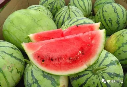 吃瓜还是新鲜的,新鲜瓜果，尽享夏日清凉