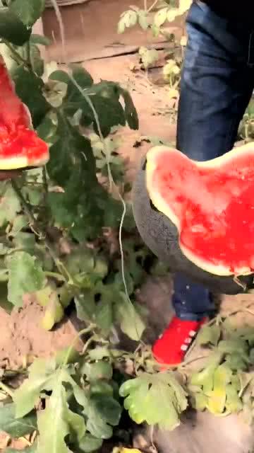 黑皮猪吃瓜,黑皮猪的瓜田奇遇记