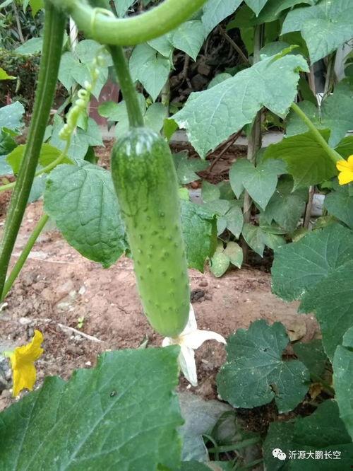 清欢吃瓜,揭秘娱乐圈幕后故事