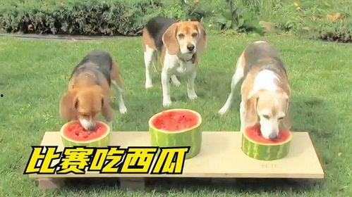 狗吃瓜的区别,宠物饮食的智慧解析