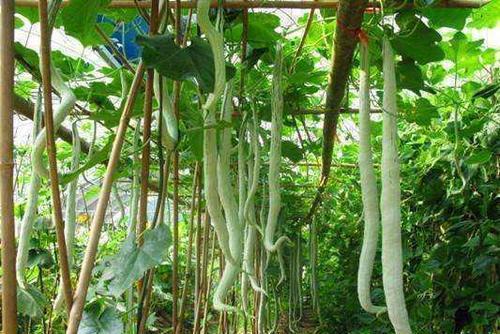 蛇瓜叶可以吃吗怎么吃,蛇瓜叶的食用方法与营养价值揭秘