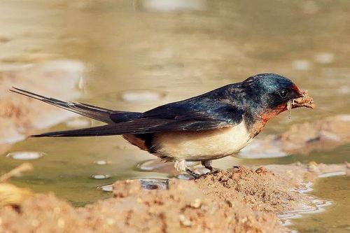 燕子可以吃瓜吗