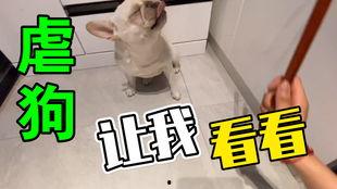 狗戴口罩吃瓜,萌态十足引网友热议