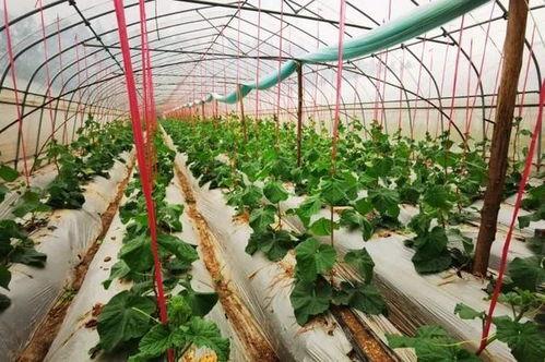 郊野公园吃瓜视频