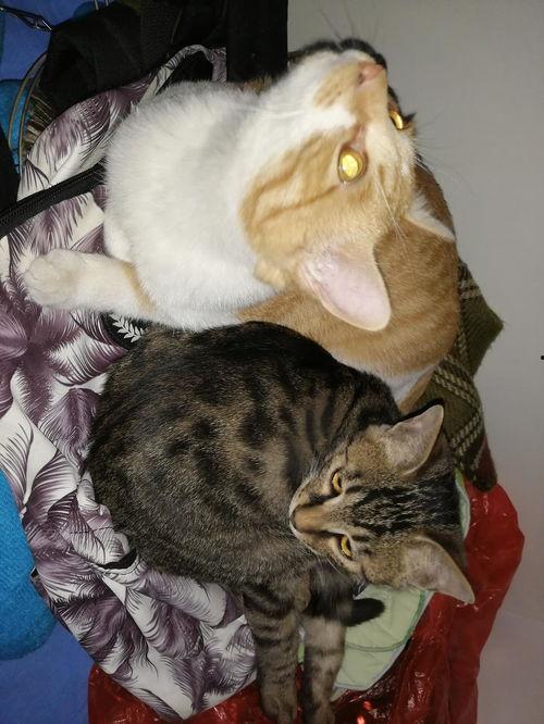 猫吃瓜呕吐,揭秘瓜类对猫咪的危害