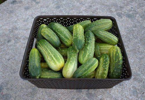 新瓜已吃每日吃瓜,每日吃瓜，揭秘娱乐圈新鲜事