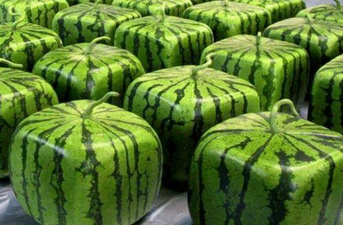 医院里面吃瓜,揭秘医疗现场的趣味瞬间