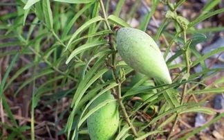 瓢瓜咋吃,探索美味瓢瓜的烹饪艺术