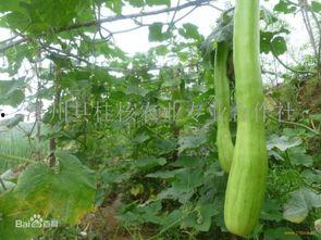 砍瓜熟了怎么吃