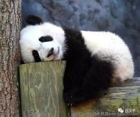 熊猫吃瓜真实视频,萌态百出，瓜果飘香