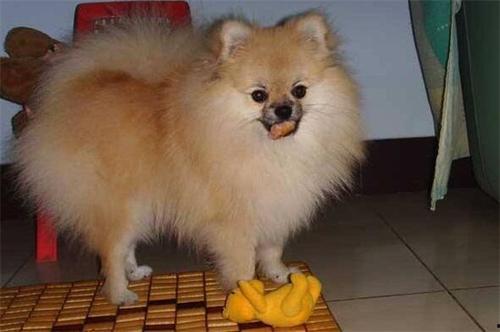 博美吃贝贝瓜,探寻贝贝瓜的美味之旅