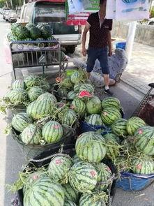 文县最近吃瓜事件,揭秘背后真相与网络舆论风暴