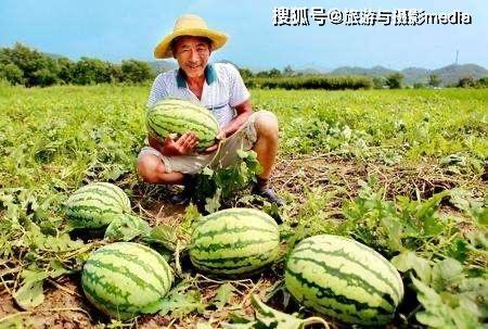 安新吃瓜事件真实照片