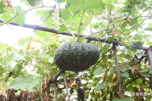 落九川吃瓜,揭秘娱乐圈幕后风云