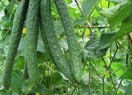 夏季吃梨瓜好吗,夏季吃梨瓜的益处与推荐食用方法