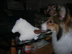 小羊可乐吃瓜,趣味横生的乡村生活