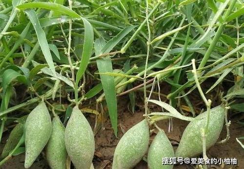吃梢瓜好处,吃梢瓜的五大益处揭秘”