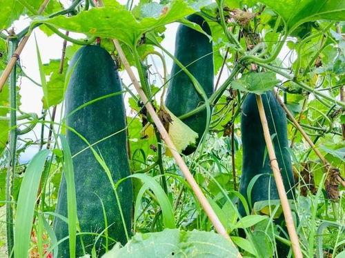 劲爆热点吃瓜,揭秘娱乐圈最新吃瓜大事件！