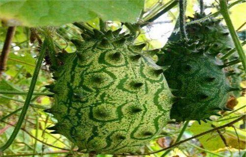 刺角瓜的籽可以吃吗,可食用之谜揭秘