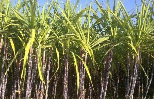 大瓜吃甘蔗,探寻甜蜜与坚韧的完美融合