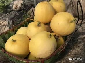 吃瓜有什么气质