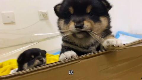 带你吃瓜柴犬