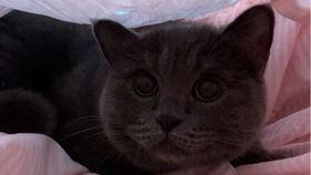 吃瓜小猫猫,揭秘猫咪的“美食”世界