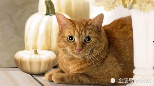 猫可以吃桑瓜,桑瓜成为猫咪新宠